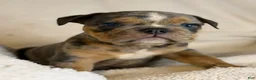 English Bulldog dogs for sale: Versace - Ad 85