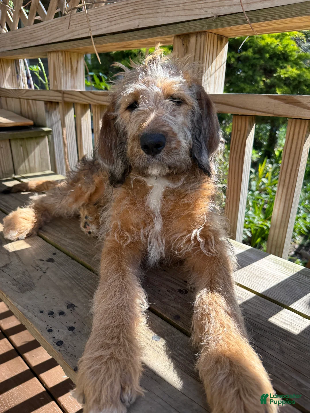 Mixed Breed dogs for sale: Sofie - Ad 1