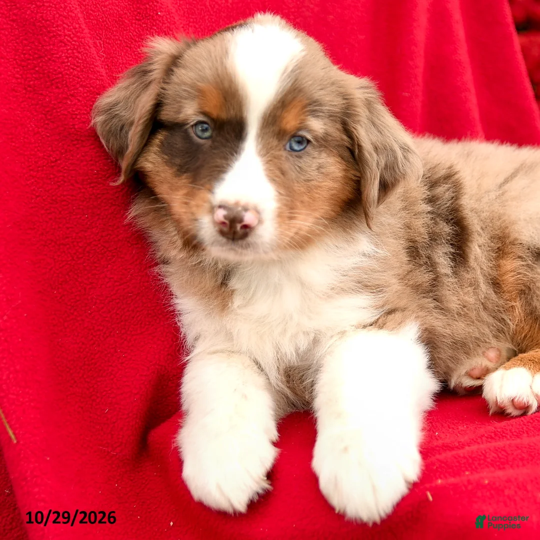 Australian Shepherd dogs for sale: Merlot - Ad 2