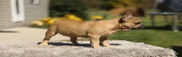 French Bulldog dogs for sale: Ocean – Fawn - Ad 3