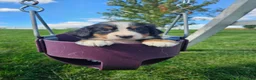 Bernese Mountain Dog dogs for sale: Lexi - Ad 2