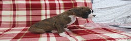 Boxer dogs for sale: Zeke - Ad 3