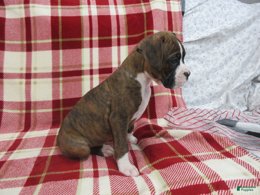 Boxer dogs for sale: Zeke - Ad 3
