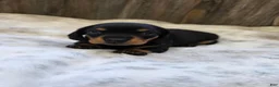 Miniature Dachshund dogs for sale: Sadie - Ad 3