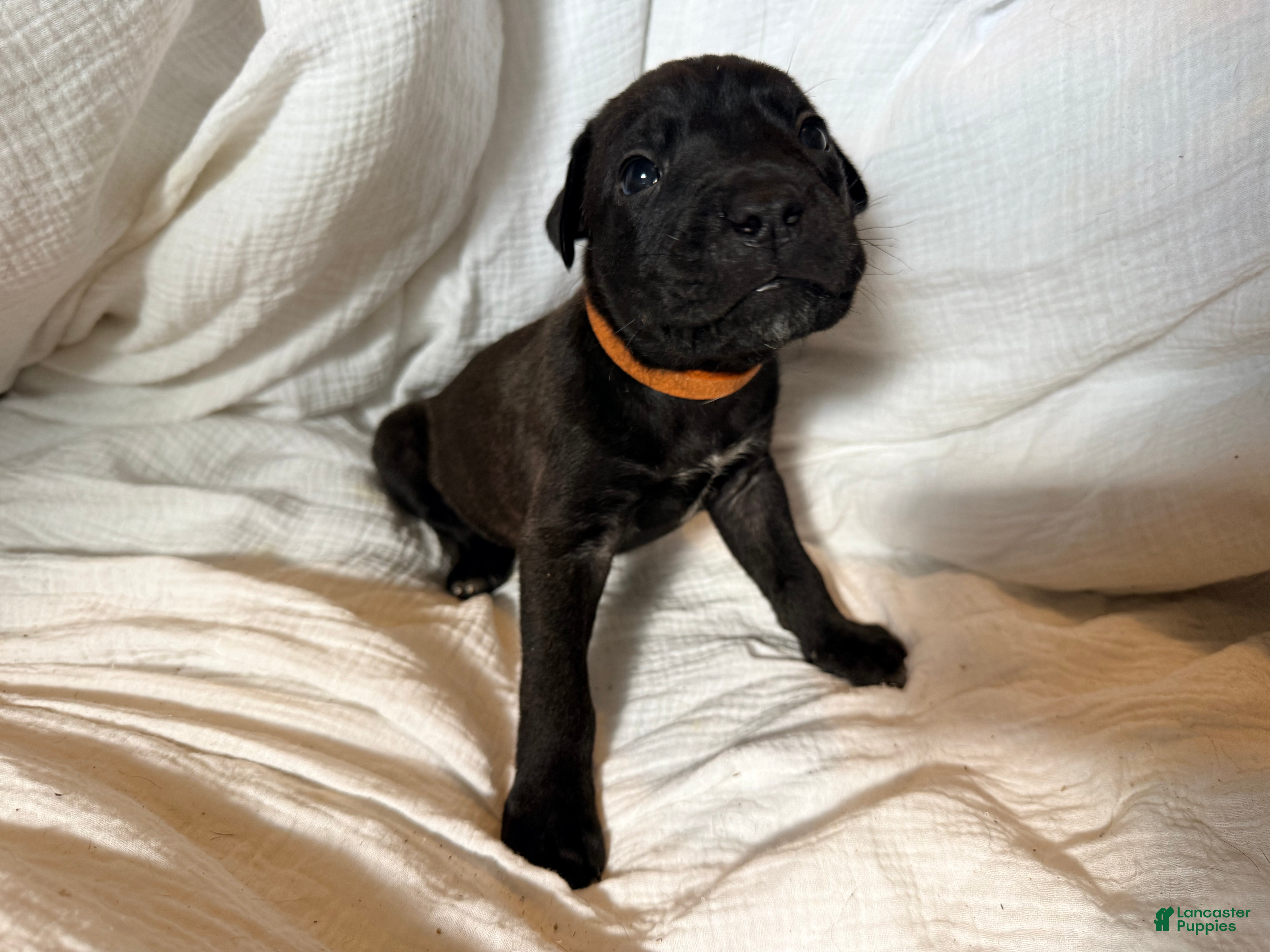 Cane Corso dogs Ketch AKC orange collar - Ad 7