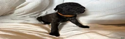 Cane Corso dogs for sale: Ketch AKC orange/teal collar - Ad 22