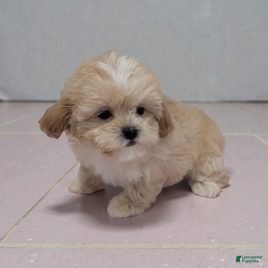 Shihpoo dogs for sale: Brandy - Ad 1