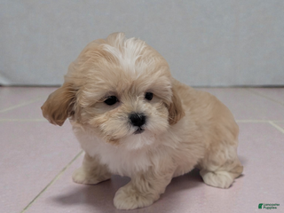 Shihpoo dogs Brandy - Ad 39