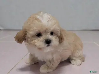 Shihpoo dogs Brandy - Ad 30