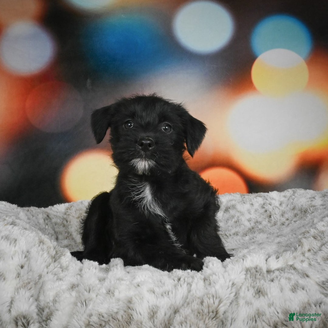 Mixed Breed dogs for sale: Randy - Ad 5