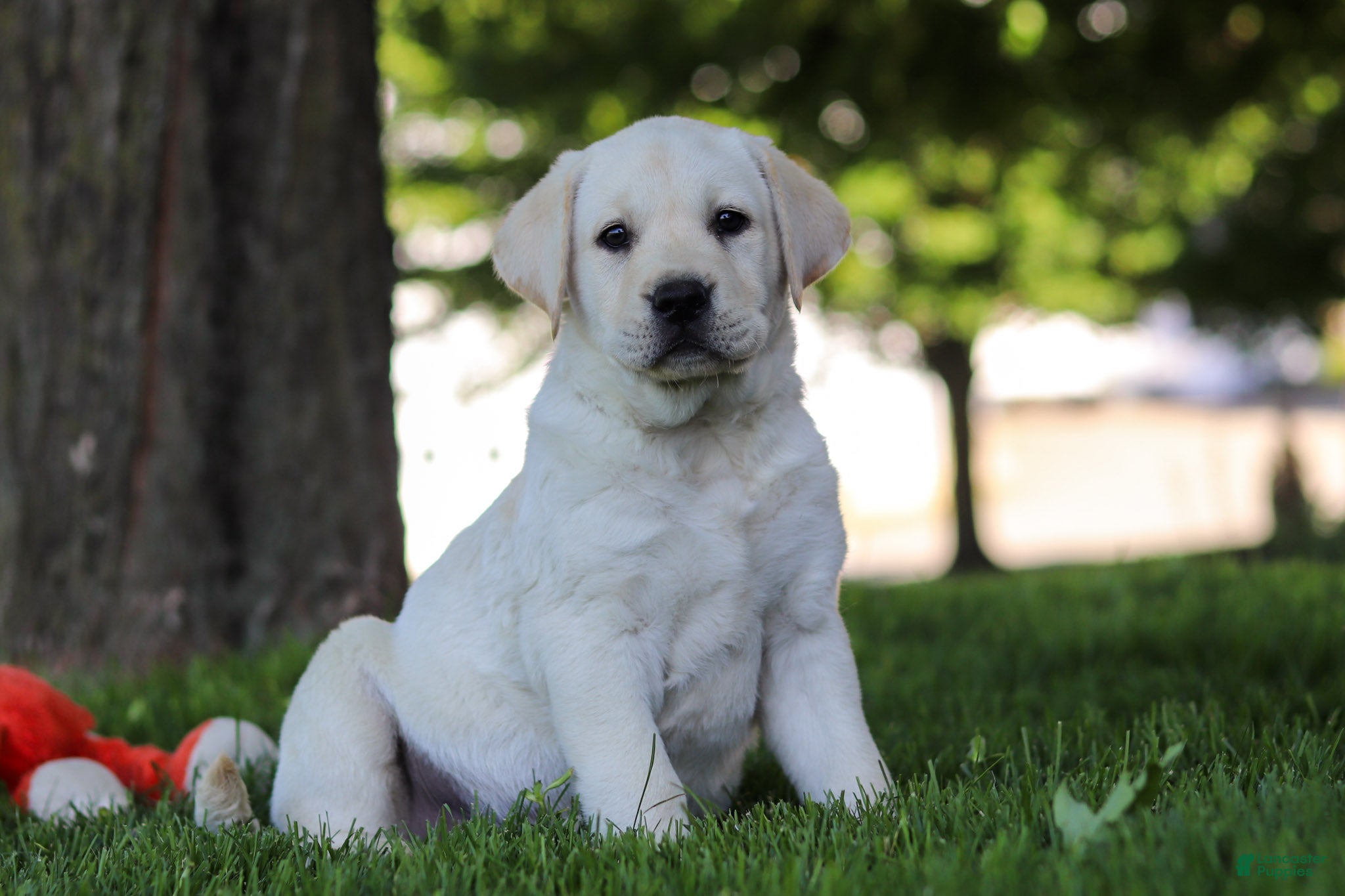 Labrador Retriever dogs for sale: Billy - Ad 3