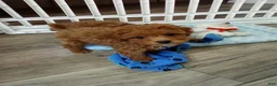 Toy Poodle dogs for sale: Toby - Ad 9