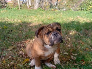 Olde English Bulldogge dogs - Ad 22