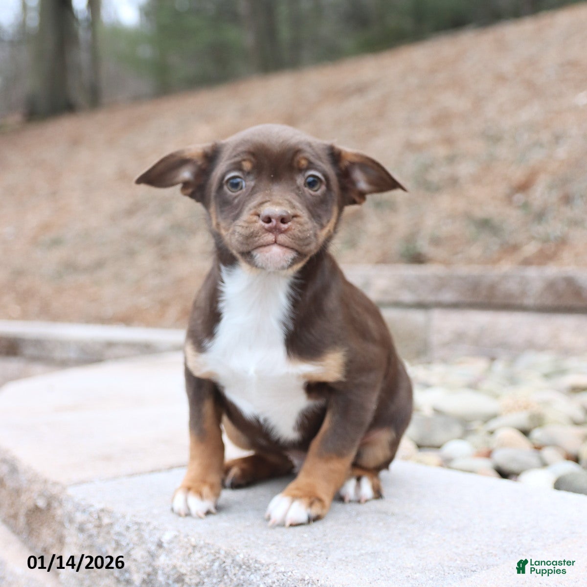 Mixed Breed dogs Max - Ad 2