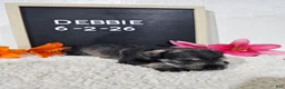 Miniature Schnauzer dogs for sale: Debbie - Ad 2