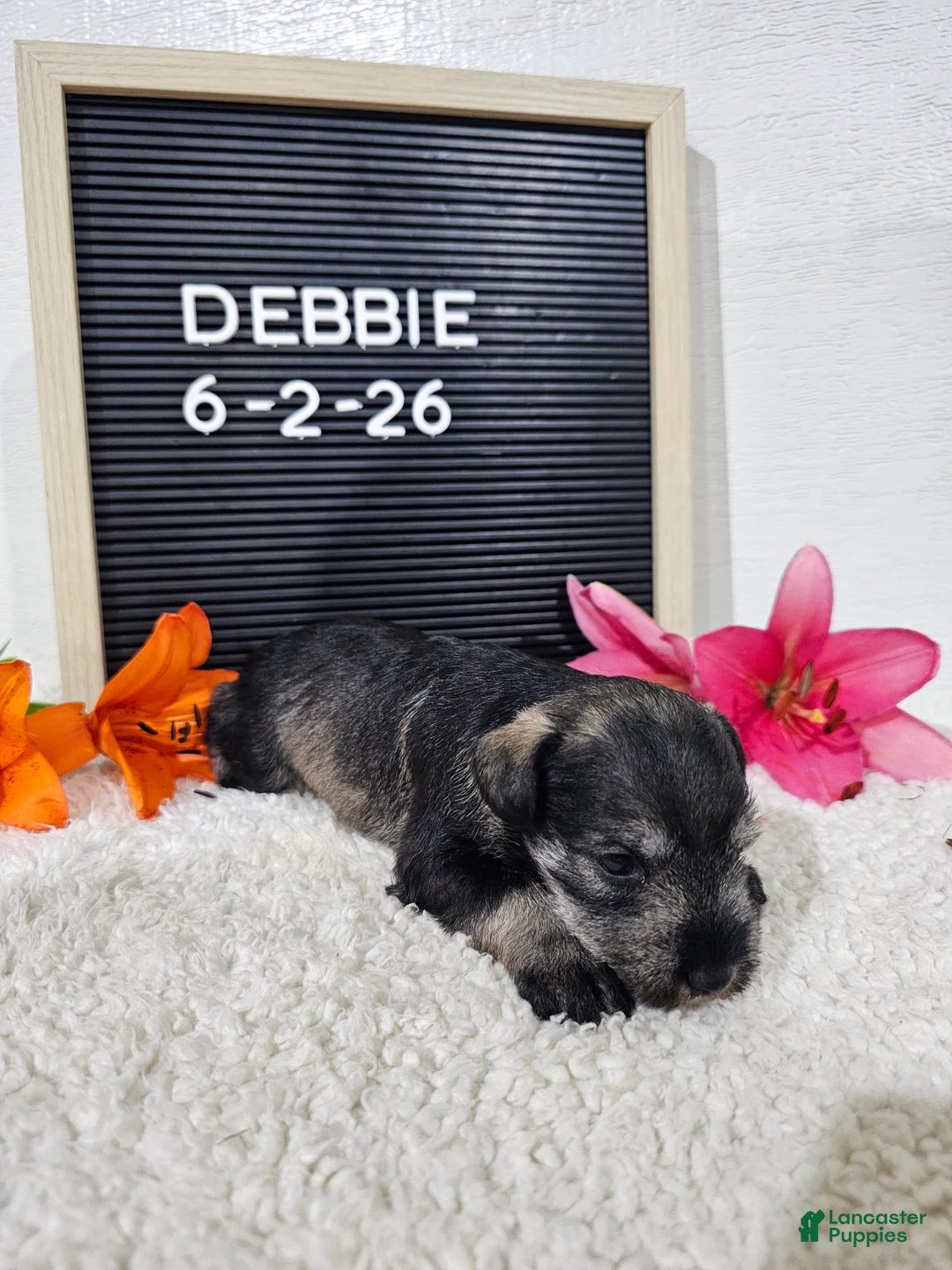 Miniature Schnauzer dogs for sale: Debbie - Ad 2
