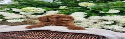 Miniature Poodle dogs for sale: Bella  - Ad 5