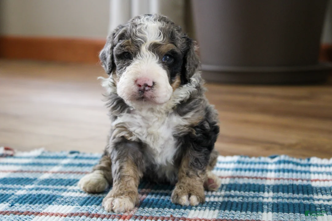 Mini Bernedoodle dogs for sale: Porter  - Ad 2