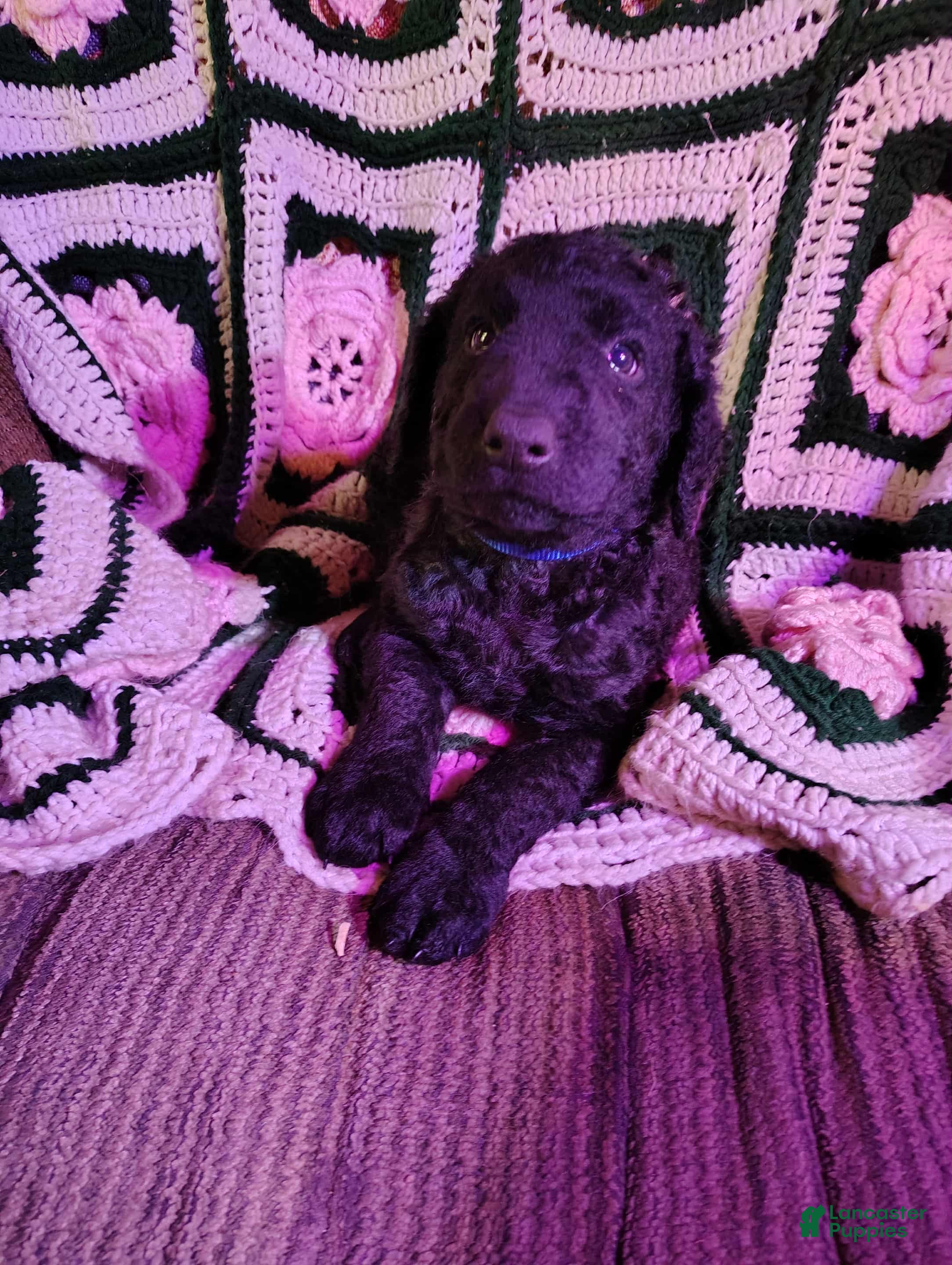 Curly Coated Retriever dogs Curly Coated Retriever Puppy 2 - Ad 3