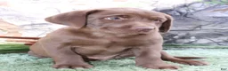 Labrador Retriever dogs for sale: Whinchester  - Ad 5