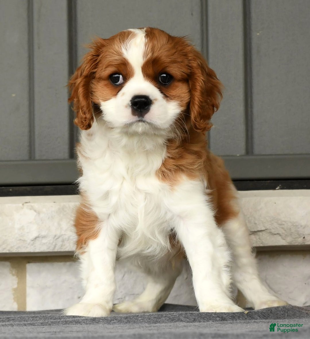 Cavalier King Charles Spaniel dogs for sale: Charlie - Ad 2