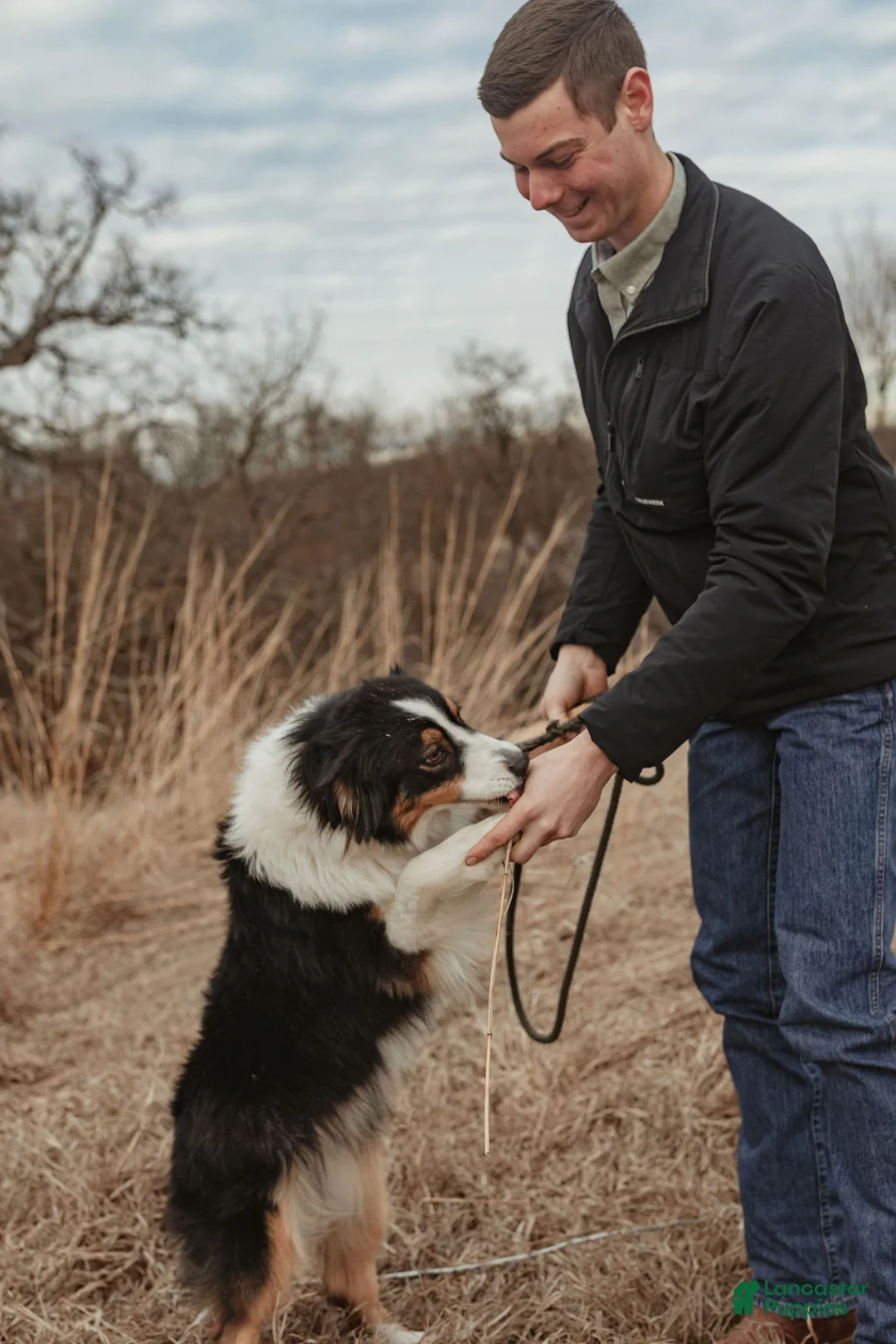 Australian Shepherd dogs for sale: Australian Shepherd Puppy 6 Tri-color puppies. - Ad 3