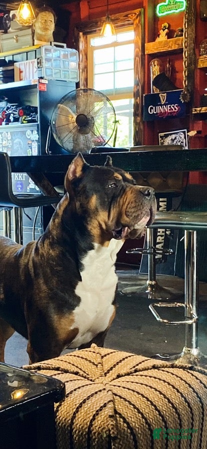 Oscar