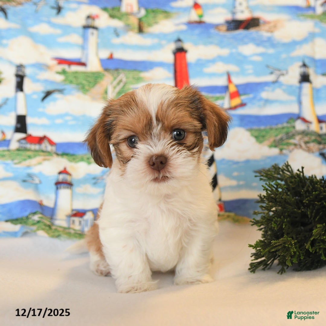 Shorkie dogs for sale: Benji - Ad 4