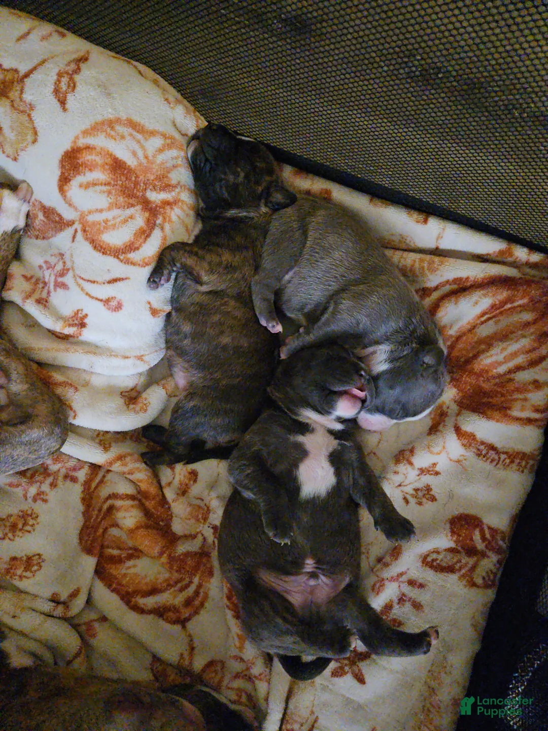 American Pit Bull Terrier dogs for sale: Shadow - Ad 2