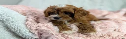 Cavapoo dogs for sale: Caramel 🎀 - Ad 10