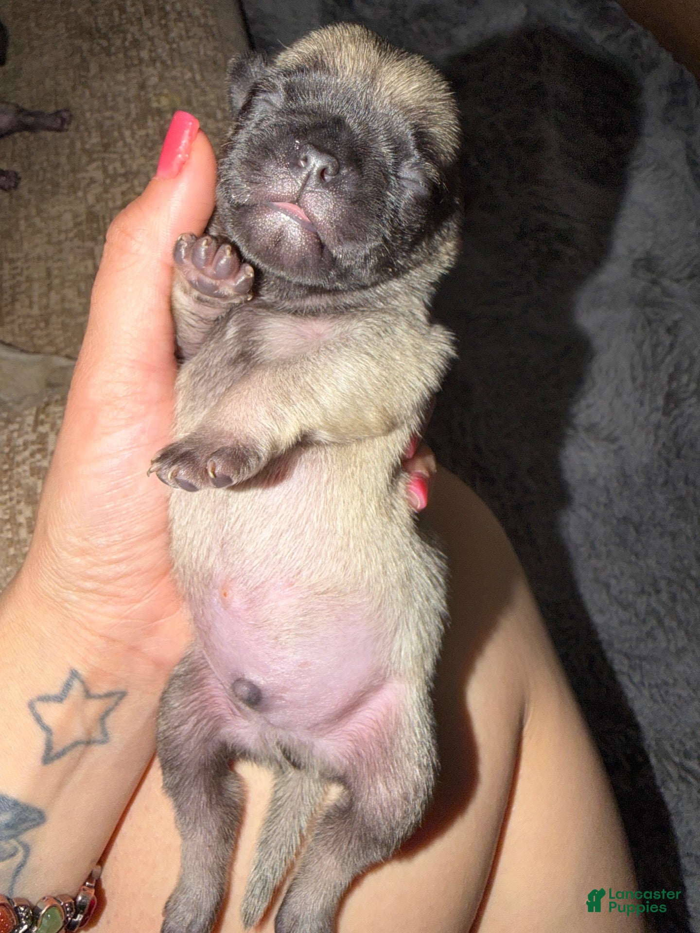 Pug dogs Pug 2 - Ad 6