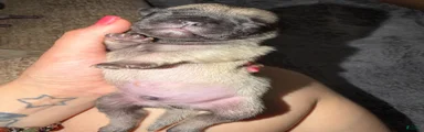 Pug 2