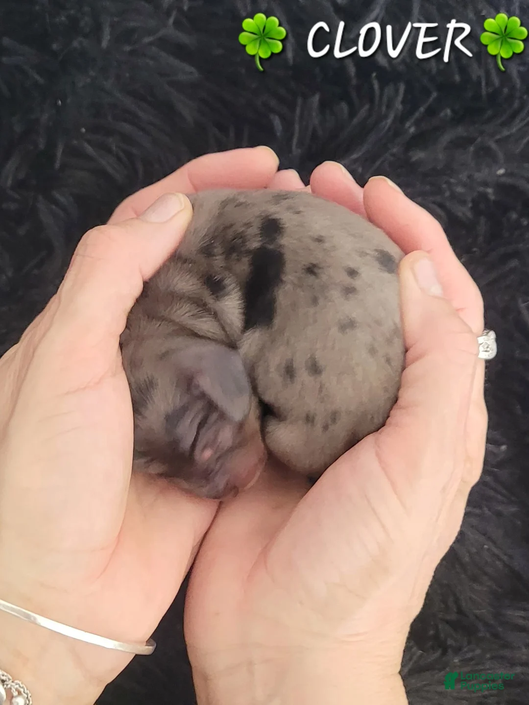 Miniature Dachshund dogs for sale: Clover - Ad 2