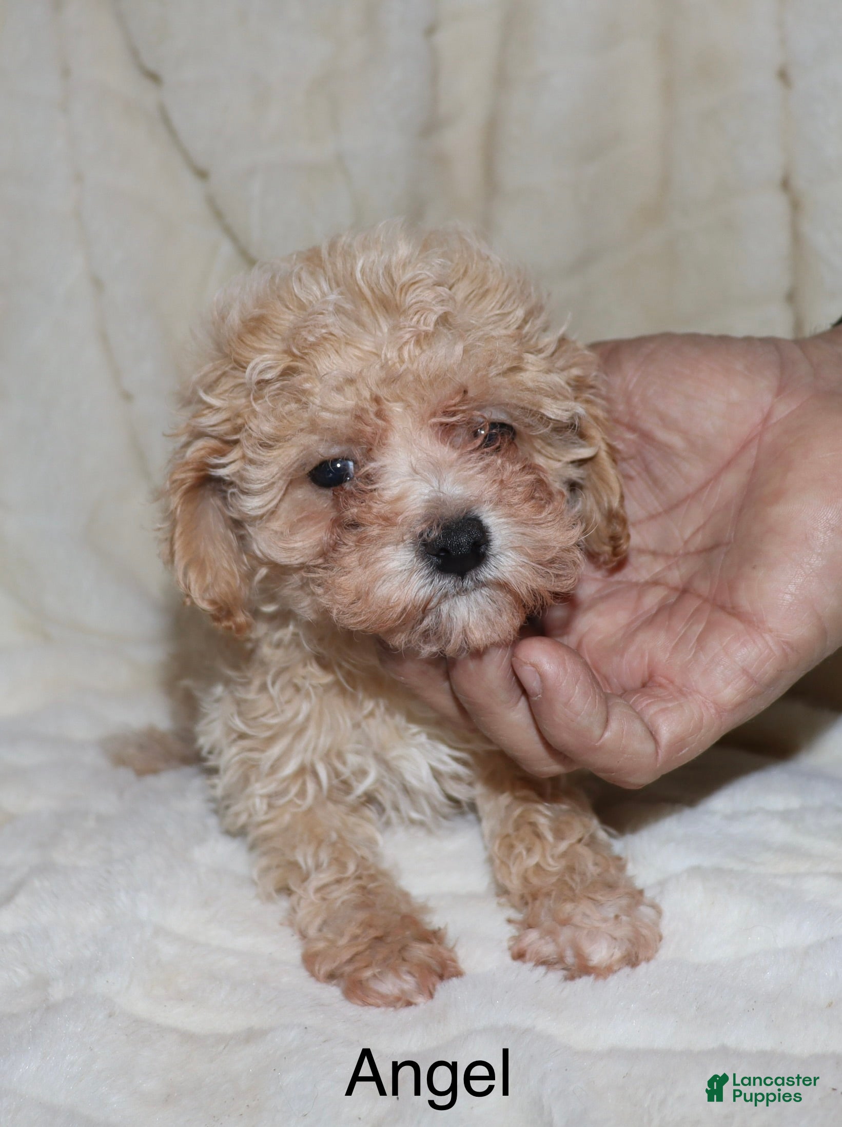 Toy Poodle dogs Angel - Ad 12