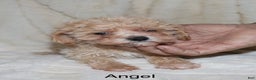 Toy Poodle dogs for sale: Angel - Ad 1
