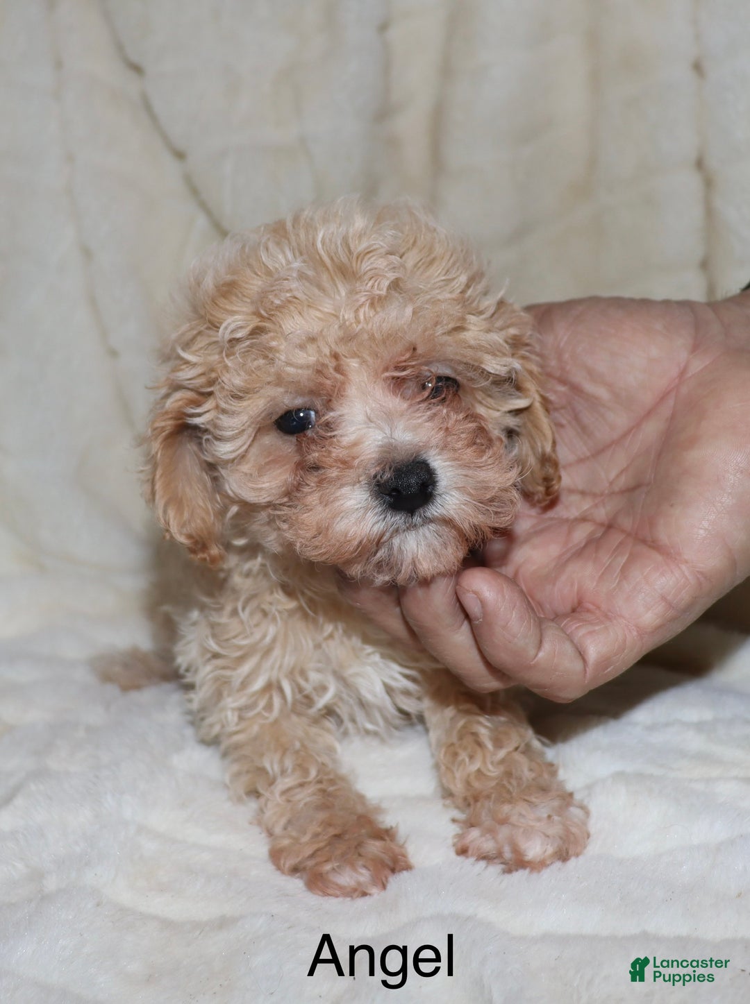 Toy Poodle dogs for sale: Angel - Ad 1