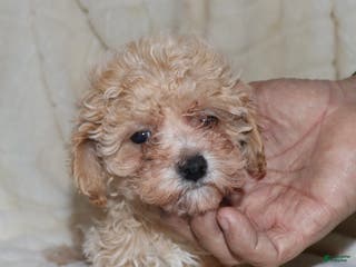 Toy Poodle dogs Angel - Ad 12