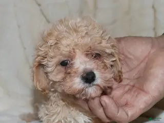 Toy Poodle dogs Angel - Ad 12
