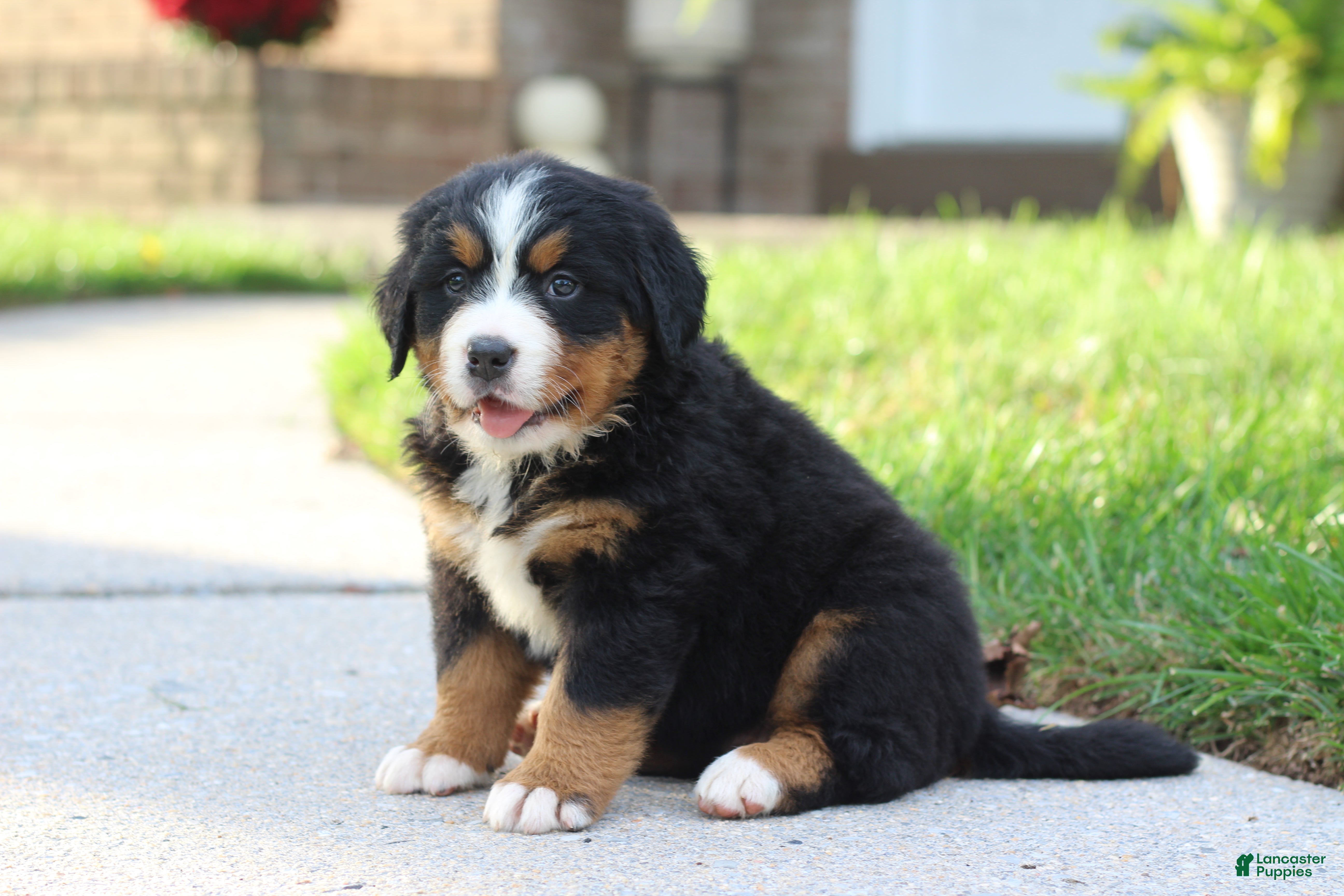 Bernese Mountain Dog dogs Belle - Ad 6
