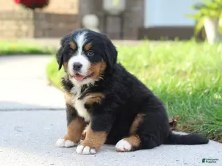 Bernese Mountain Dog dogs Belle - Ad 6