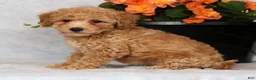 Bichpoo dogs for sale: Glory - Ad 5