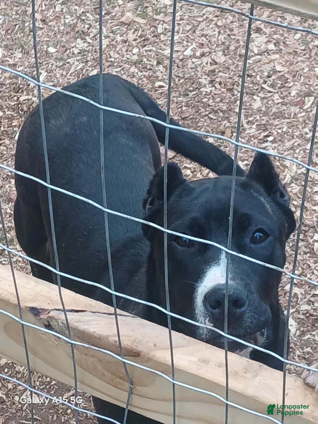 Presa Canario dogs for sale: Presa Canario Puppy 1 - Ad 2