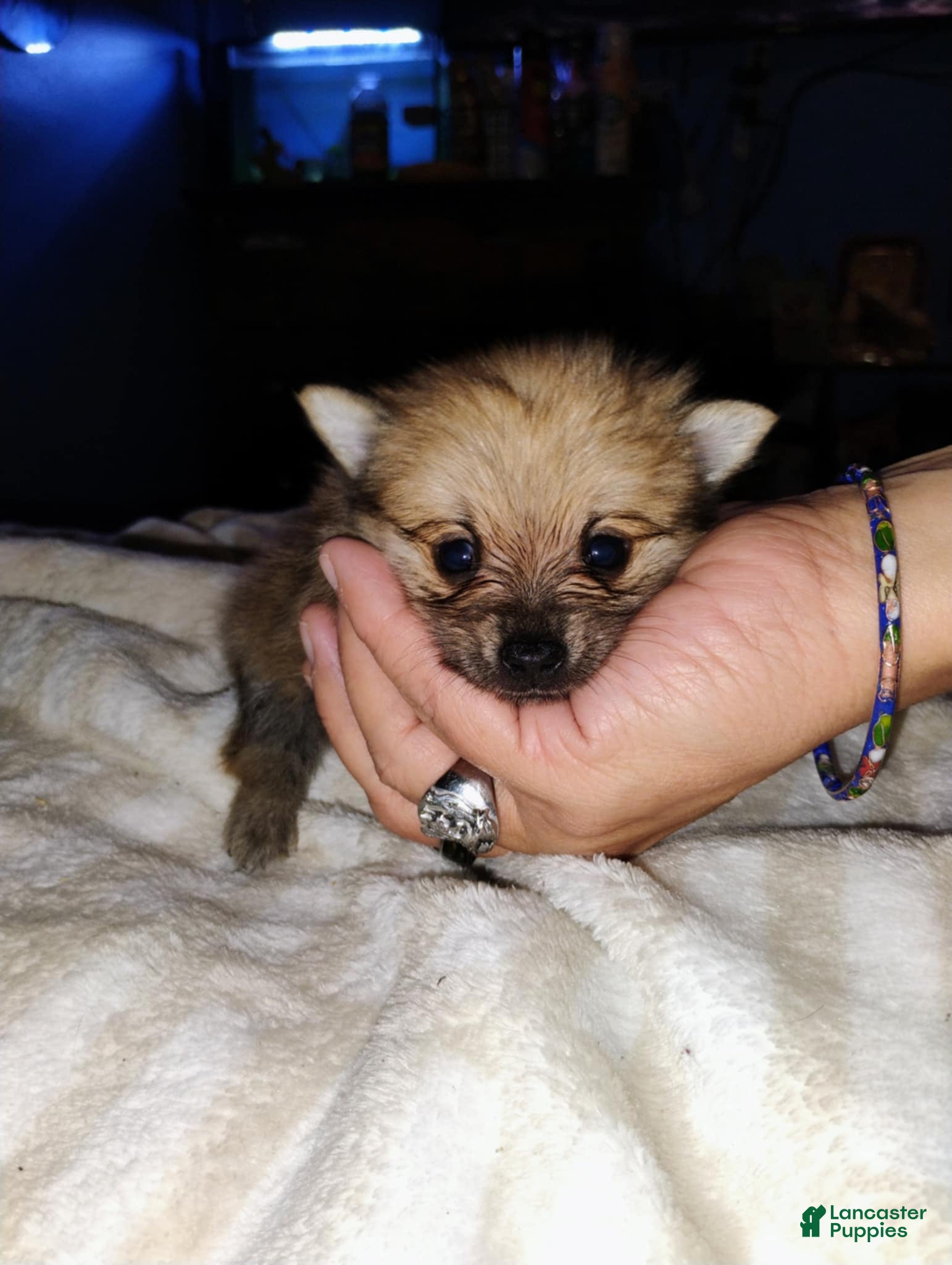 Mixed Breed dogs for sale: Mixed Breed Puppy 2 - Ad 2