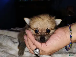 Mixed Breed dogs Mixed Breed Puppy 2 - Ad 42