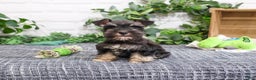 Miniature Schnauzer dogs for sale: Pepe - Ad 2
