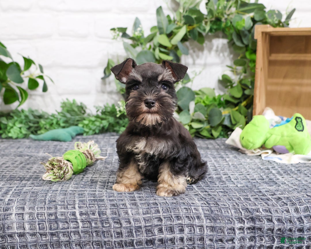 Miniature Schnauzer dogs for sale: Pepe - Ad 2