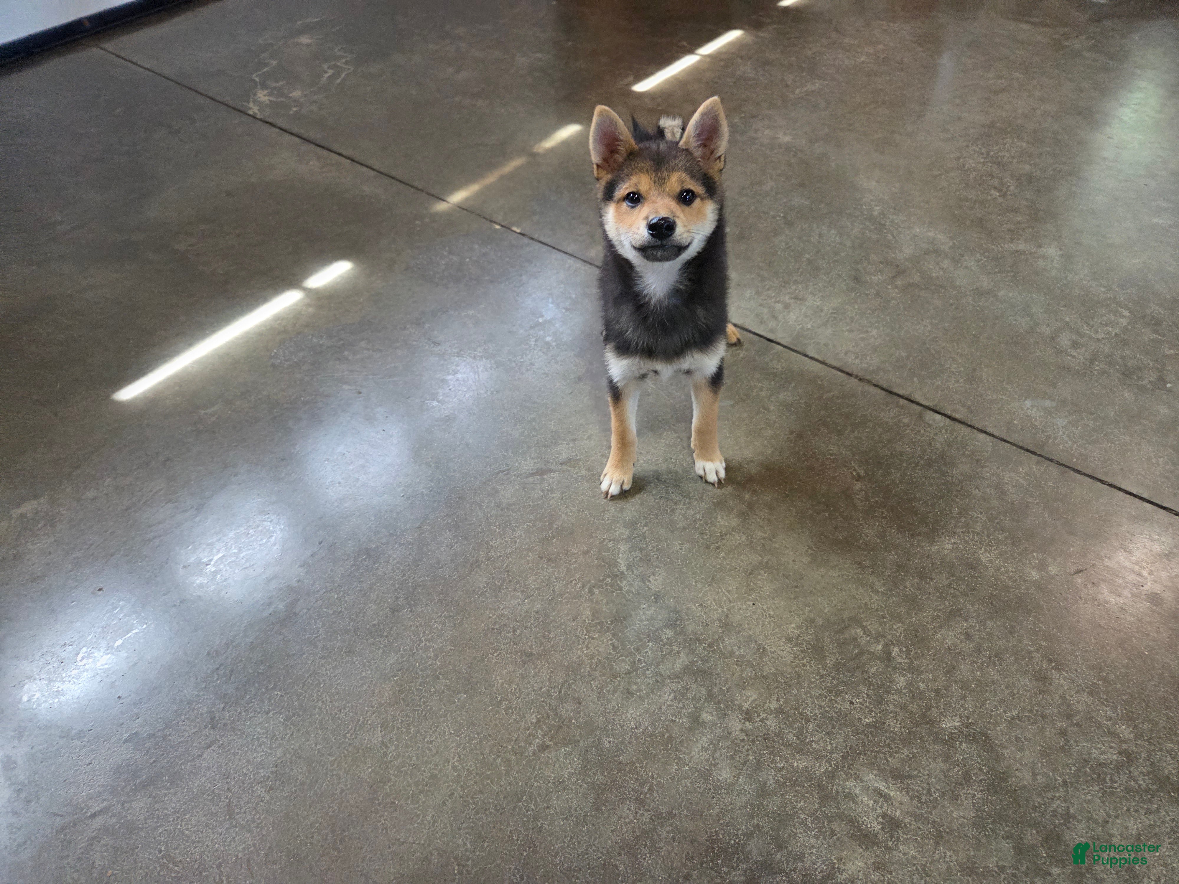 Shiba Inu dogs Randy - Ad 2