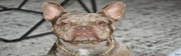 French Bulldog dogs for sale: Hammer - Ad 2
