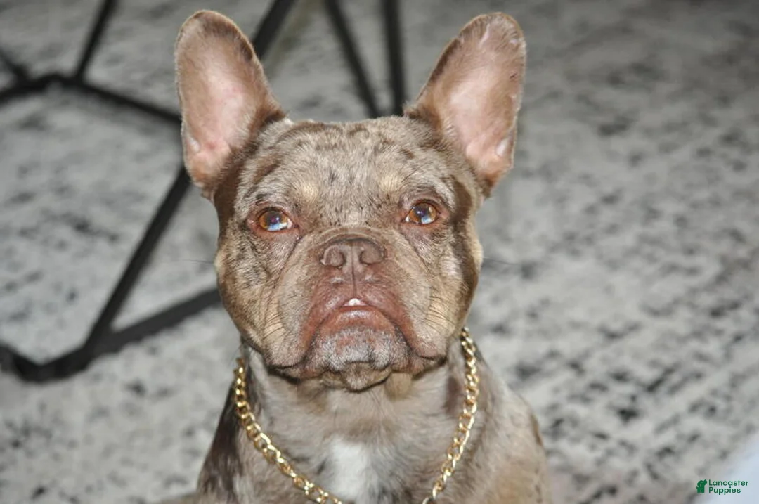 French Bulldog dogs for sale: Hammer - Ad 2