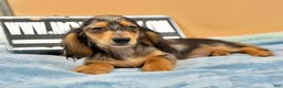 Miniature Dachshund dogs for sale: AKC GCH Frapp Russian blue eye - Ad 7